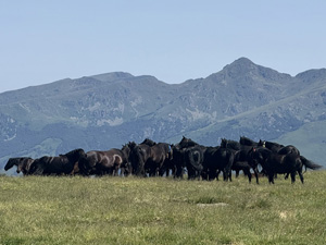 randonnée à cheval France Occitanie photo 2