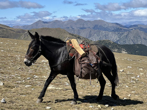 randonnée à cheval France Occitanie photo 3