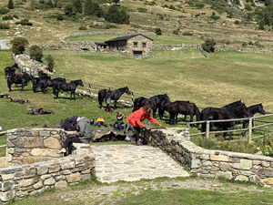 randonnée à cheval France Occitanie photo 5
