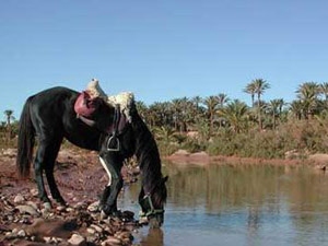 randonnée à cheval Maroc Sud photo 7