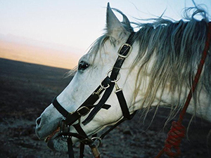 randonnée à cheval Maroc Anti-Atlas photo 4
