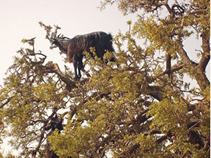 randonnée à cheval Maroc Côte Atlantique photo 6