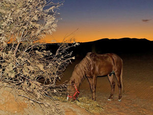 randonnée à cheval Maroc Sud photo 6