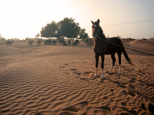 randonnée à cheval Maroc Sud photo 3