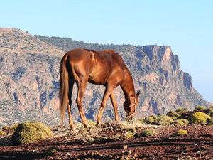 randonnée à cheval Maroc Atlas photo 1