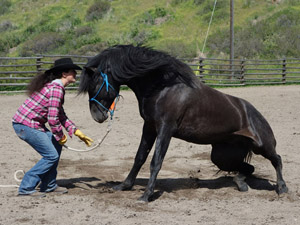 randonnée à cheval etats-unis montana rocking z ranch