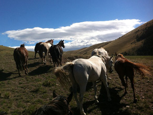 randonnée à cheval Etats-Unis Montana photo 3