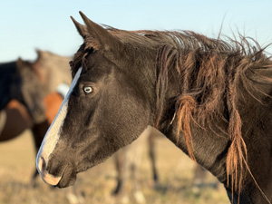 randonnée à cheval USA North Dakota photo 1