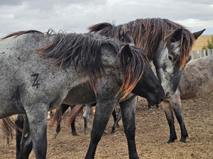 randonnée à cheval USA North Dakota photo 4