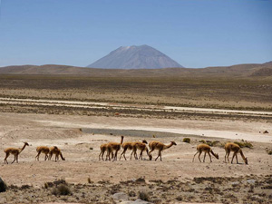 randonnée à cheval Pérou Arequipa photo 3