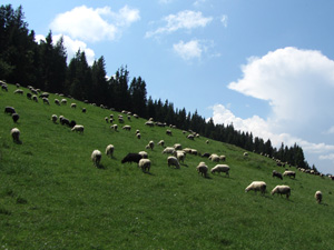 randonnée à cheval Pologne Basses-Carpates photo 3