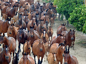 randonnée à cheval portugal alentejo alter alentejo