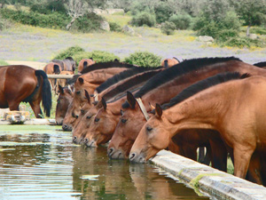 randonnée à cheval Portugal Alentejo photo 3