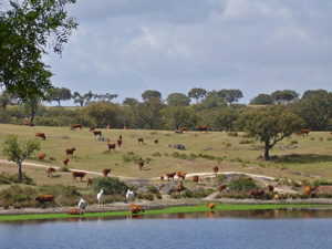 randonnée à cheval Portugal Alentejo photo 5