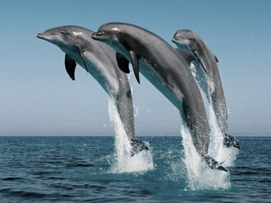 randonnée à cheval portugal alentejo les dauphins de la côte bleue***