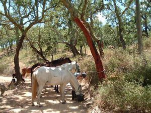 randonnée à cheval Portugal Alentejo photo 3