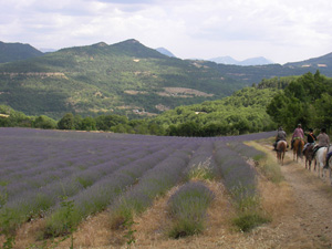 randonnée à cheval France Provence-Alpes photo 1