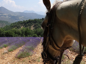 randonnée à cheval France Provence-Alpes photo 3