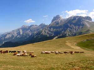 randonnée à cheval France Provence-Alpes photo 3