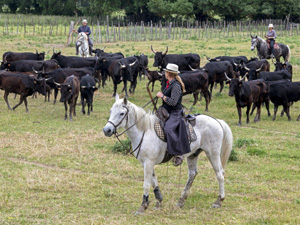 randonnée à cheval France Provence-Alpes photo 2