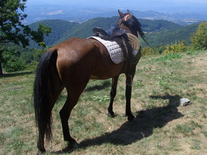 randonnée à cheval Serbie Sumadija photo 1
