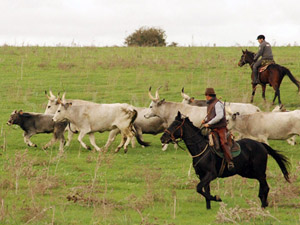 randonnée à cheval italie toscane les butteri, cow boys de toscane**