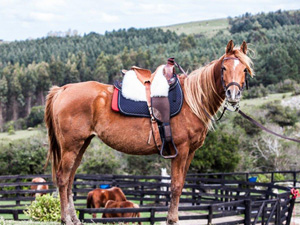 randonnée à cheval Uruguay Maldonado photo 2