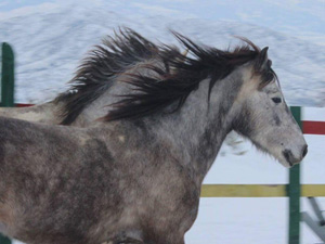 randonnée à cheval albanie sud l'hivernale albanaise