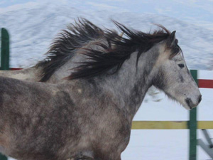 randonnée à cheval Albanie Sud photo 1