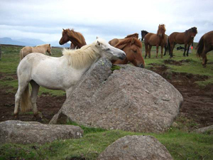 randonnée à cheval Islande Sud photo 5