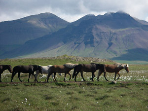 randonnée à cheval Islande Centre photo 5