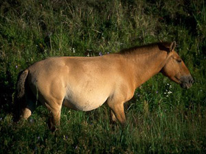 randonnée à cheval Mongolie Arkhangaï photo 3