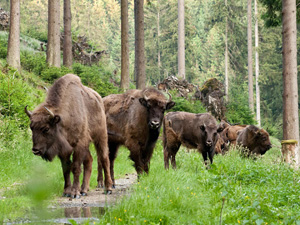 randonnée à cheval Pologne Basses-Carpates photo 1