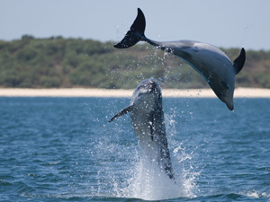 randonnée à cheval portugal alentejo les dauphins de la côte bleue** 