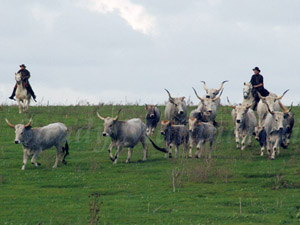 randonnée à cheval italie toscane les butteri, cow boys de toscane*